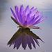 Lotus flower by sugarmuser