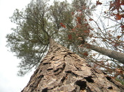 2nd Dec 2012 - Looking Up at Pine Tree 12.2.12