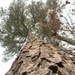 Looking Up at Pine Tree 12.2.12 by sfeldphotos