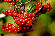 21st Nov 2012 - Red berries