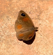 21st Nov 2012 - Butterfly