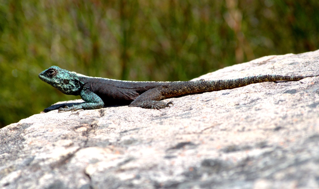 Lizard by philbacon