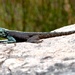 Lizard by philbacon