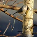 Little birdie by dianezelia