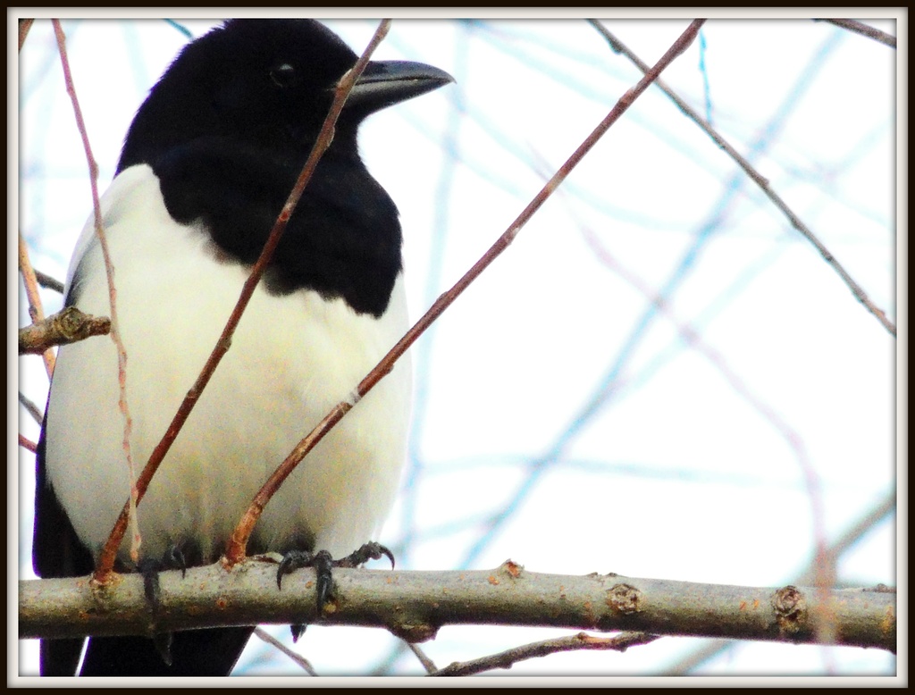 Magpie at Priory by rosiekind