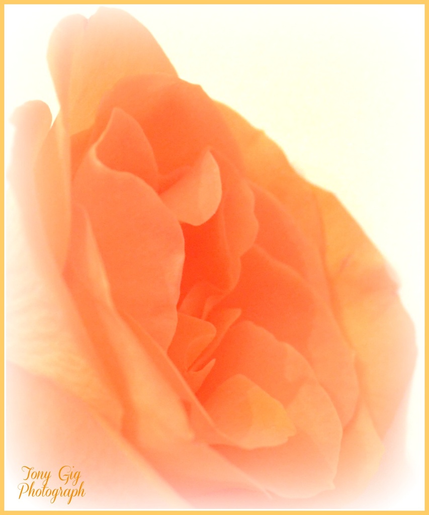 Soft Rose by tonygig