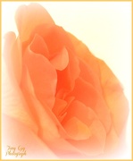 3rd Dec 2012 - Soft Rose
