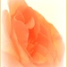 Soft Rose by tonygig