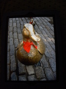 27th Nov 2012 - Mrs Duck
