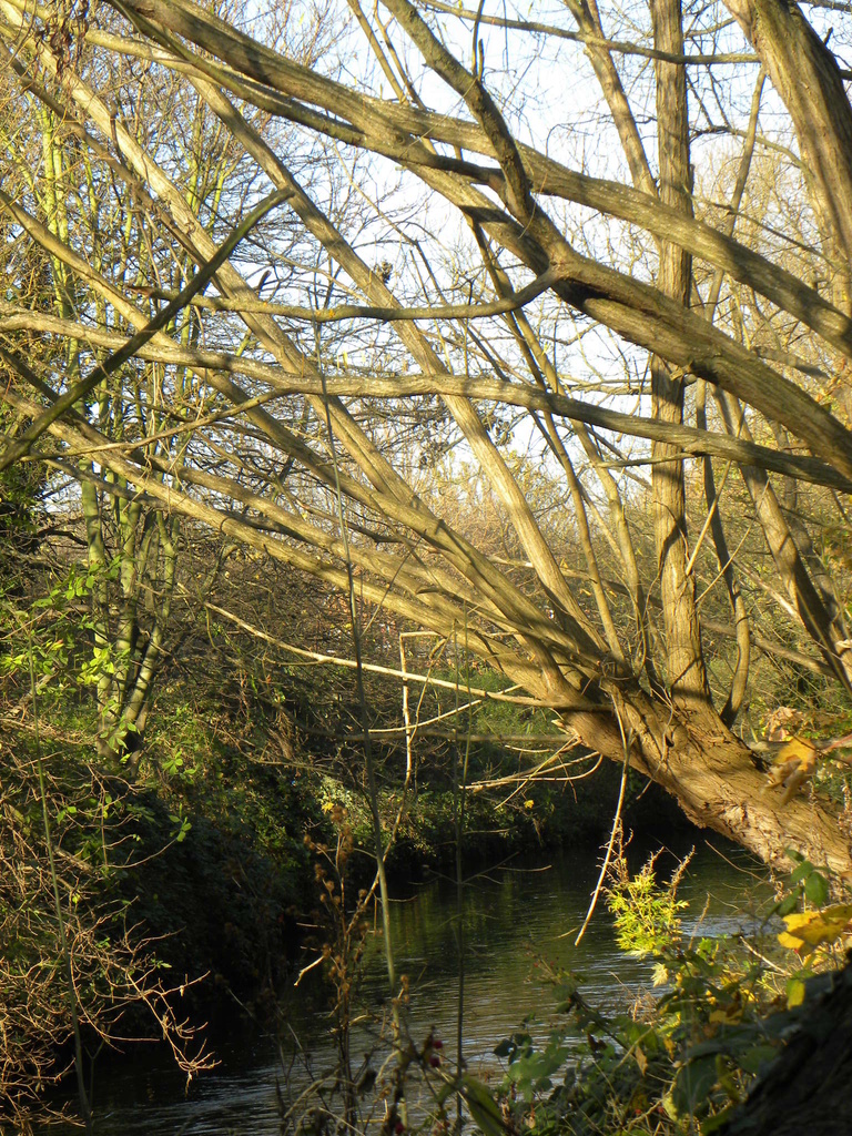 Tree by the Wandle by oldjosh