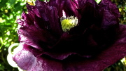 4th Dec 2012 - Purple poppy
