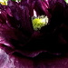 Purple poppy by maggiemae