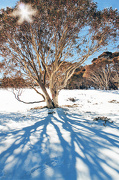 3rd Dec 2012 - snow tree