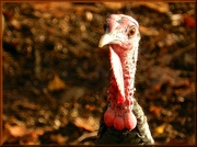 3rd Dec 2012 - I Heard You Have Bird Feeders!