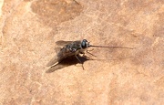 24th Nov 2012 - Long nosed fly!