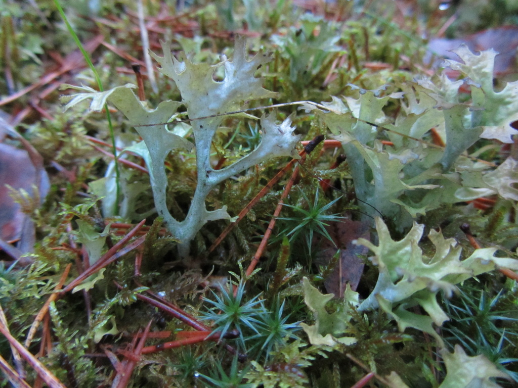 Iceland moss  (Cetraria islandica - Isohirvenjäkälä eli islanninjäkälä) by annelis