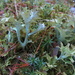 Iceland moss  (Cetraria islandica - Isohirvenjäkälä eli islanninjäkälä) by annelis