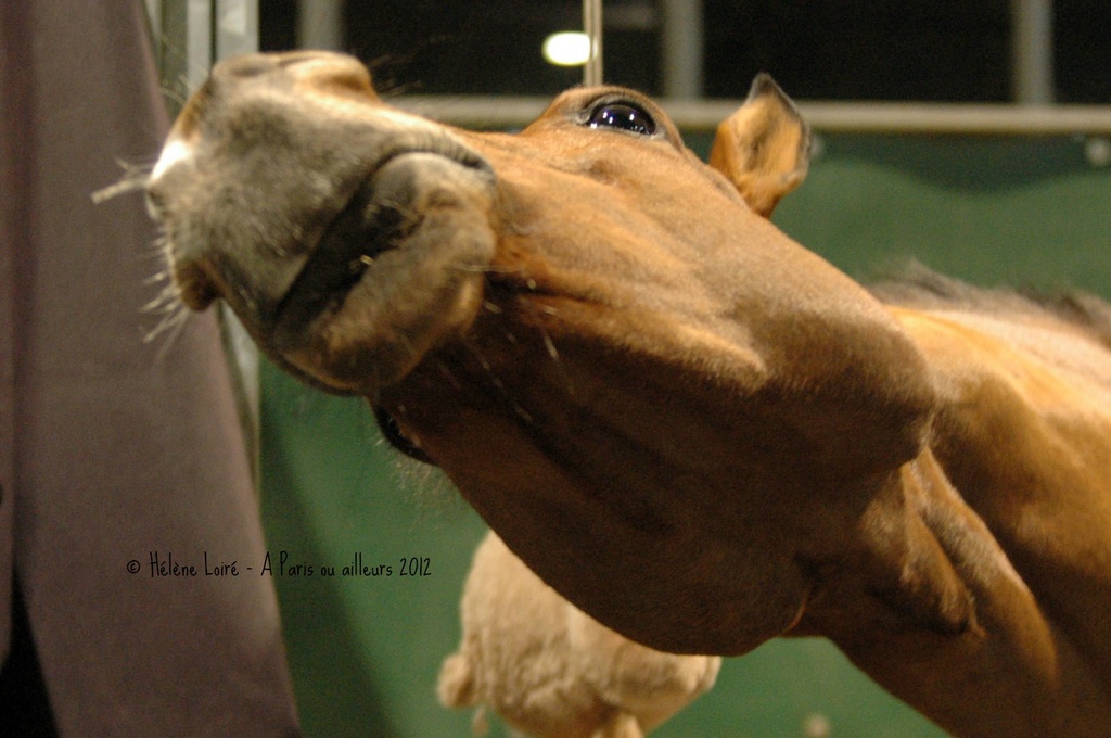 The very friendly horse by parisouailleurs