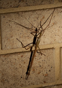 3rd Dec 2012 - stick insect
