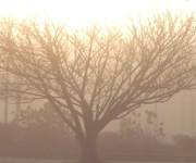 2nd Dec 2012 - Sunrise on a Foggy Morning