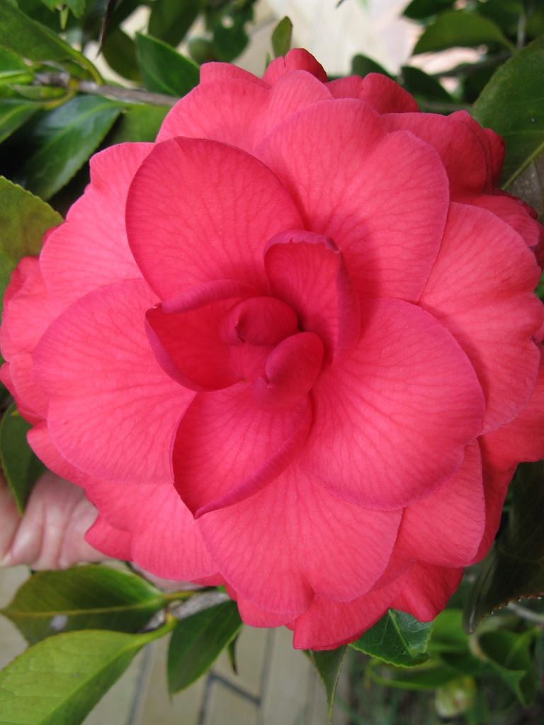 A Perfect Camellia by loey5150