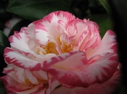 22nd Jul 2010 - Camellia 2