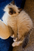 3rd Dec 2012 - Fluffy Meerkat