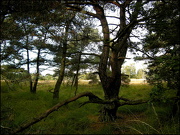 4th Dec 2012 - An old pine on the heath fields