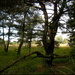An old pine on the heath fields by pyrrhula