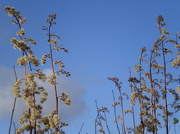 4th Dec 2012 - Goldenrod seed heads.
