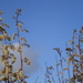 Goldenrod seed heads. by snowy