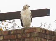 4th Dec 2012 - First Falcon