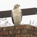 First Falcon by grammyn