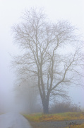 4th Dec 2012 - Foggy Morning Ride