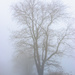 Foggy Morning Ride by skipt07