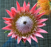 16th Nov 2012 - Flower