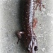 Salamander by madamelucy