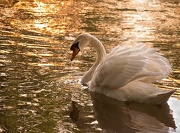 5th Dec 2012 - Swan