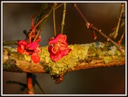 5th Dec 2012 - Spindle flowers