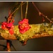 Spindle flowers by rosiekind