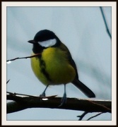 5th Dec 2012 - Another great tit