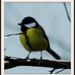 Another great tit by rosiekind