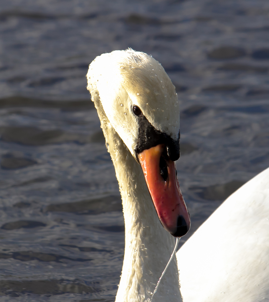 swan by peadar