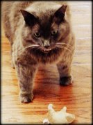 5th Dec 2012 - Attack Cat