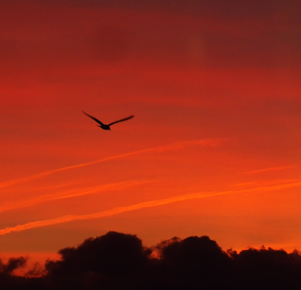 seagull sunrise by itsonlyart