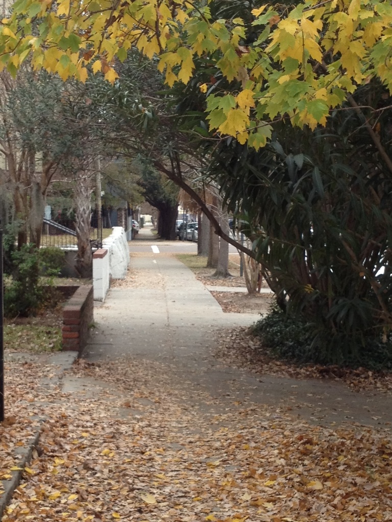 Autumn sidewalk scene, Wraggborough neighborhood, Charleston, SC by congaree