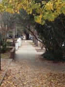 4th Dec 2012 - Autumn sidewalk scene, Wraggborough neighborhood, Charleston, SC