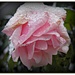 Snow Rose by judithdeacon