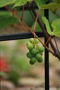 22nd Jul 2010 - grapes = abundance....