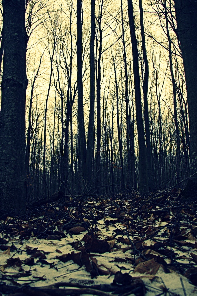 winter woods by edie